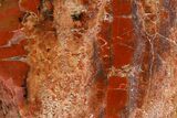 Colorful, Polished Petrified Wood (Araucarioxylon) - Arizona #147909-1
